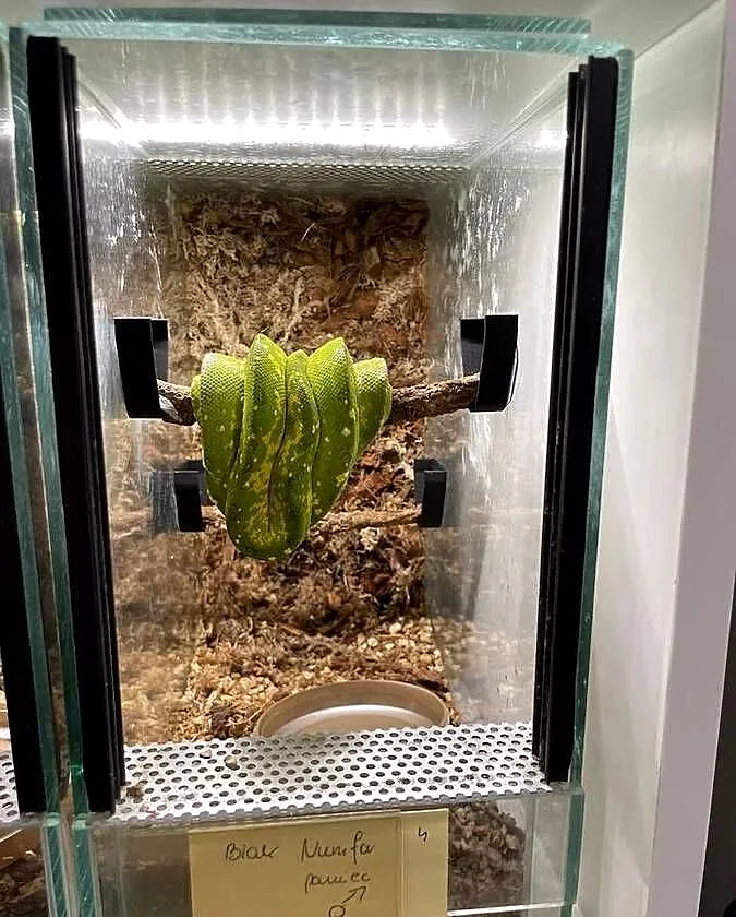 Morelia viridis pyton zielony, Śląskie, Częstochowa