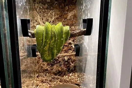 Morelia viridis pyton zielony, Śląskie, Częstochowa