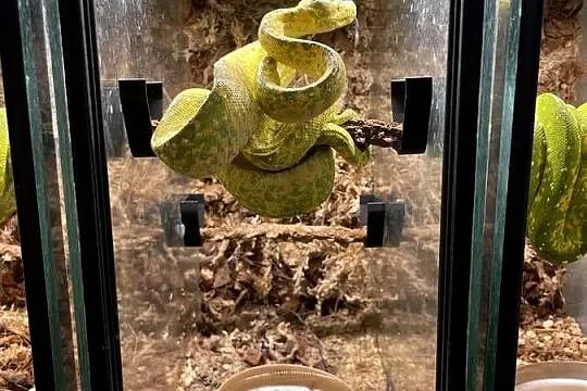 Morelia viridis pyton zielony, Śląskie, Częstochowa