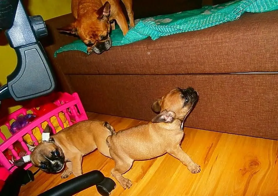 Szczenięta rasy Buldog francuski+wyprawka
