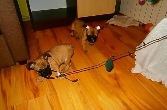 Szczenięta rasy Buldog francuski+wyprawka