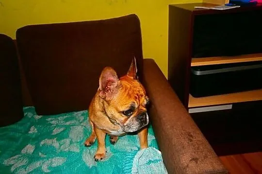 Szczenięta rasy Buldog francuski+wyprawka