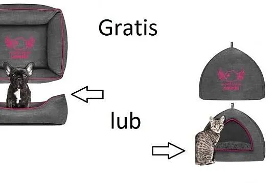 Szczenięta rasy Buldog francuski+wyprawka