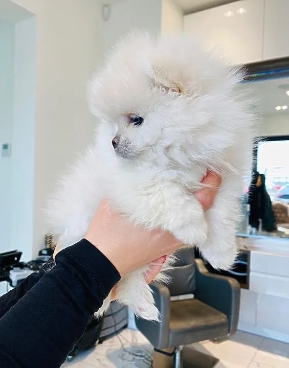Pomeranian,szpic miniaturowy,piesek BOO, Wielkopolskie, Poznań