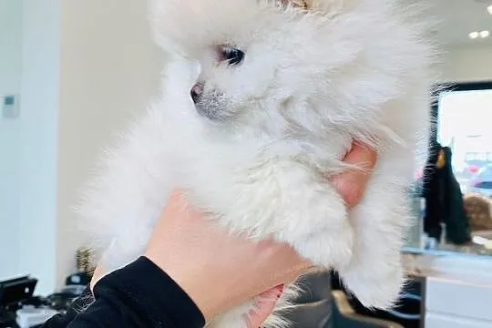 Pomeranian,szpic miniaturowy,piesek BOO, Wielkopolskie, Poznań