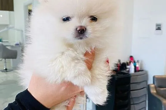 Pomeranian,szpic miniaturowy,piesek BOO, Wielkopolskie, Poznań