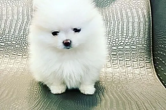 Pomeranian,szpic miniaturowy,piesek BOO, Wielkopolskie, Poznań