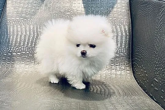 Pomeranian,szpic miniaturowy,piesek BOO, Wielkopolskie, Poznań