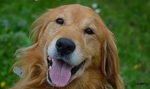 Spajki, wesoły, ułożony mix GOLDEN RETRIEVER adopc