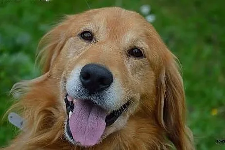 Spajki, wesoły, ułożony mix GOLDEN RETRIEVER adopc