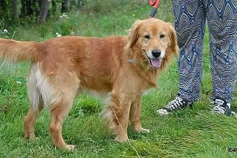 Spajki, wesoły, ułożony mix GOLDEN RETRIEVER adopc