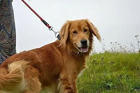 Spajki, wesoły, ułożony mix GOLDEN RETRIEVER adopc