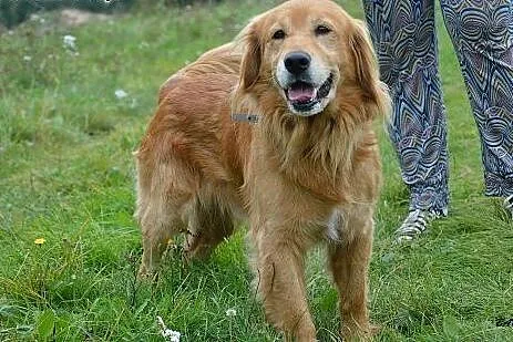 Spajki, wesoły, ułożony mix GOLDEN RETRIEVER adopc