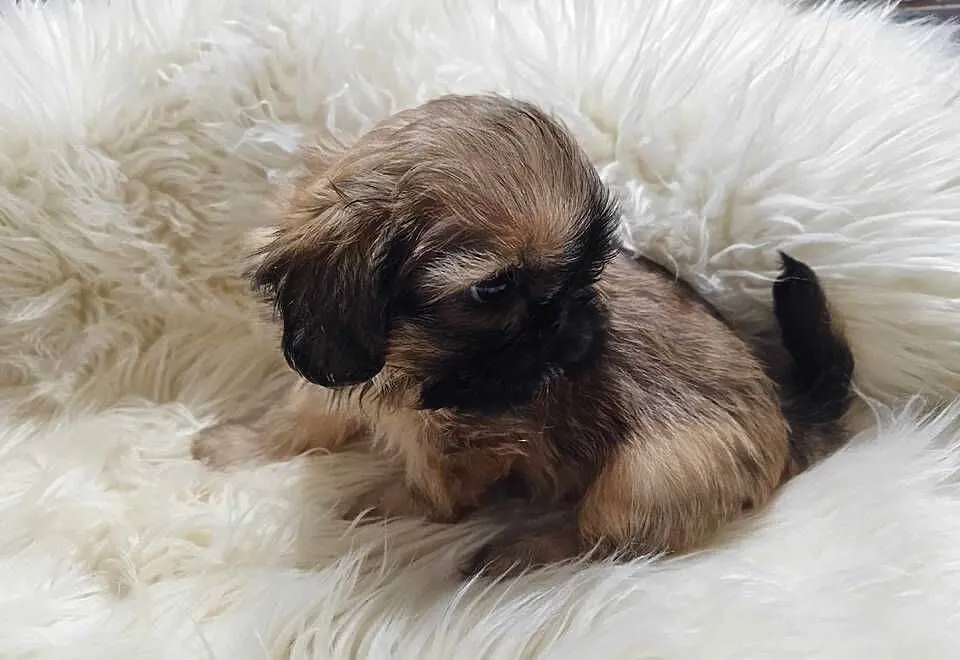 ** Shih Tzu - Malutkie Wielkości Yoreczka **, Śląskie, Dąbrowa Górnicza