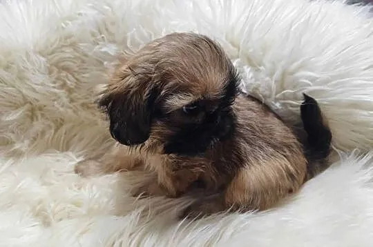 ** Shih Tzu - Malutkie Wielkości Yoreczka **