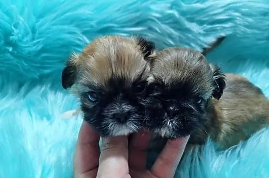 ** Shih Tzu - Malutkie Wielkości Yoreczka **, Śląskie, Dąbrowa Górnicza
