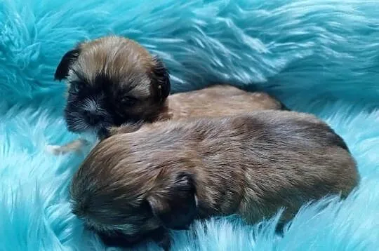 ** Shih Tzu - Malutkie Wielkości Yoreczka **, Śląskie, Dąbrowa Górnicza