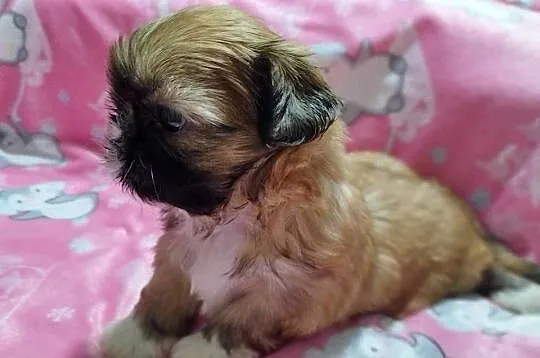 ** Shih Tzu - Malutkie Wielkości Yoreczka **, Śląskie, Dąbrowa Górnicza