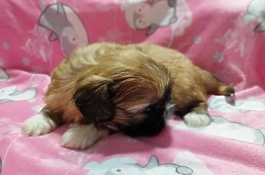 ** Shih Tzu - Malutkie Wielkości Yoreczka **, Śląskie, Dąbrowa Górnicza