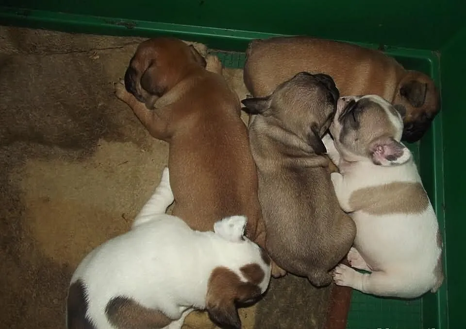 Buldog
