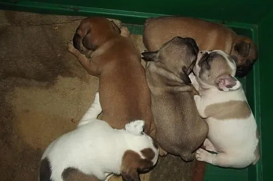 Buldog