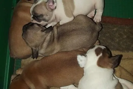 Buldog