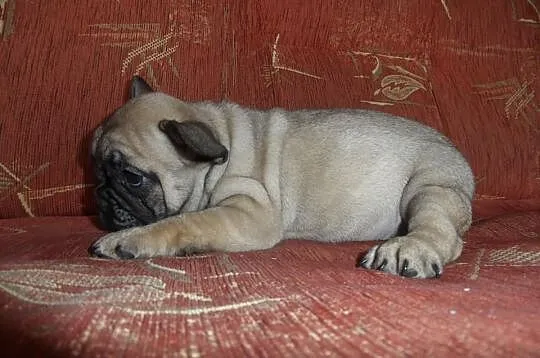 Buldog