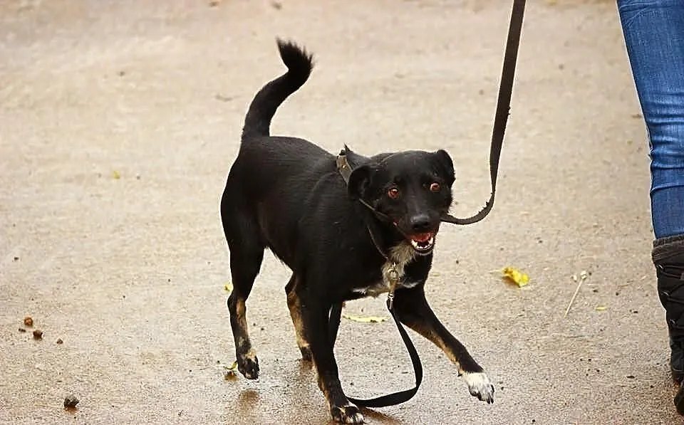Wesoły czarnulek do adopcji !