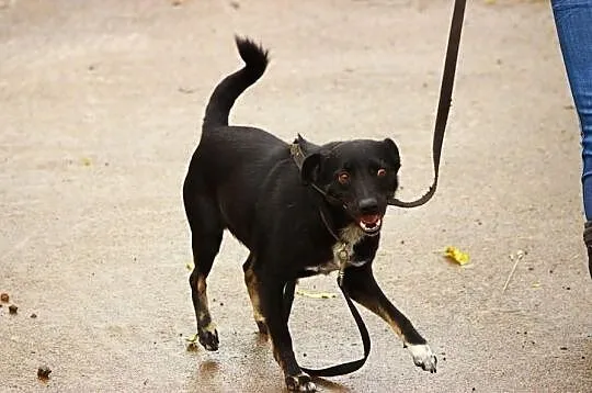 Wesoły czarnulek do adopcji !