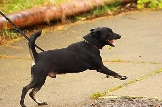 Wesoły czarnulek do adopcji !