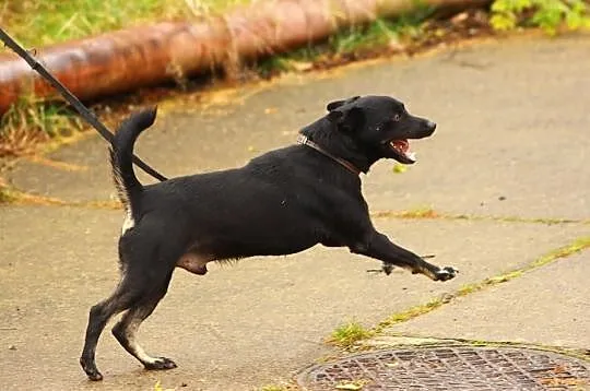 Wesoły czarnulek do adopcji !