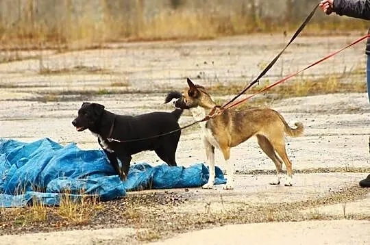 Wesoły czarnulek do adopcji !