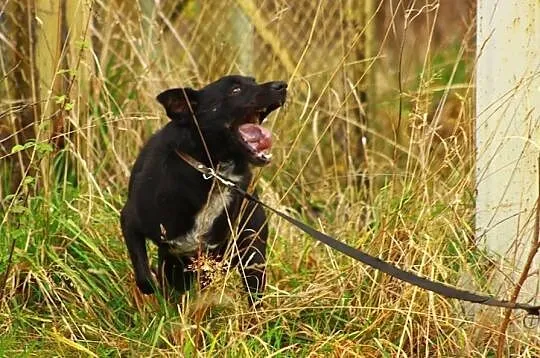 Wesoły czarnulek do adopcji !