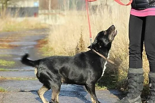 Wesoły czarnulek do adopcji !
