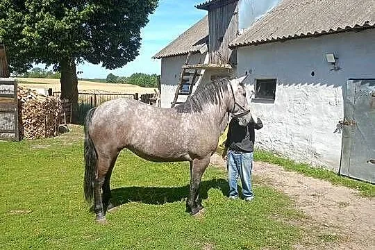 Klacz 2 letnia, Kujawsko-pomorskie, Czarne