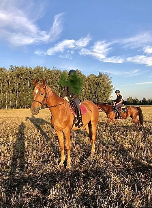 Piękna klacz KWPN, , Paczków