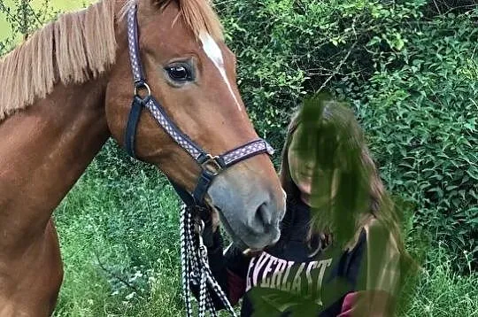 Piękna klacz KWPN, , Paczków