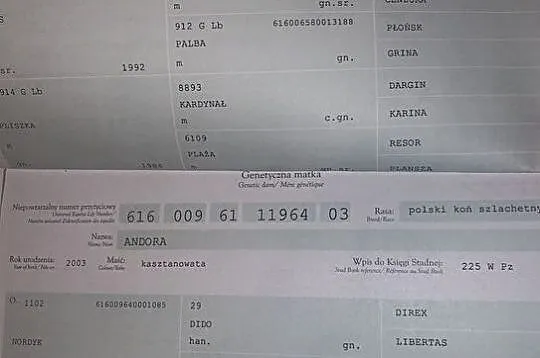 Piękna klacz KWPN, , Paczków