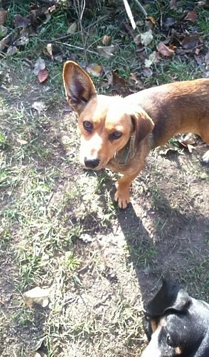 Kulka mała sunia w typie jamnika do adopcji, łódz