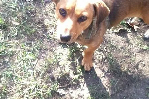 Kulka mała sunia w typie jamnika do adopcji,  łódz