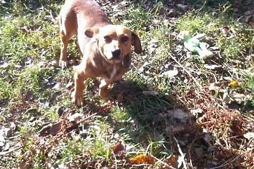 Kulka mała sunia w typie jamnika do adopcji,  łódz