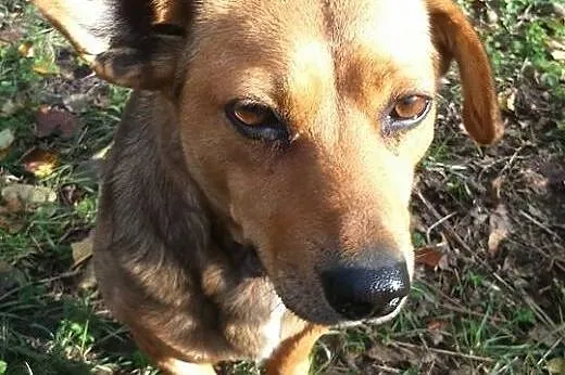 Kulka mała sunia w typie jamnika do adopcji,  łódz