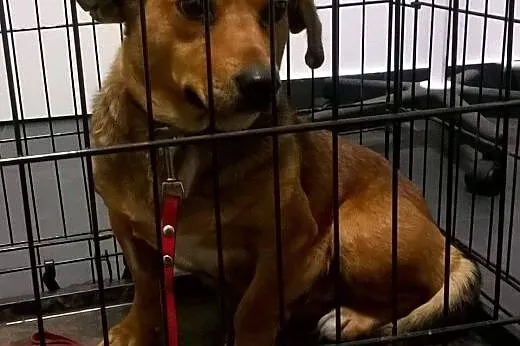 Kulka mała sunia w typie jamnika do adopcji,  łódz