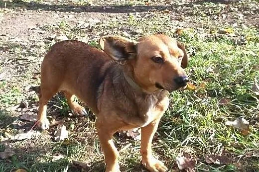 Kulka mała sunia w typie jamnika do adopcji,  łódz