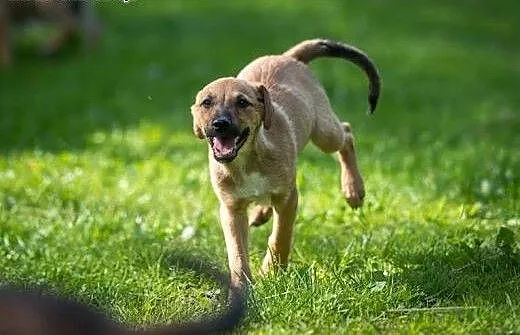 Adoptuj OLAFA a znajomi zzielenieją z zazdrości ,