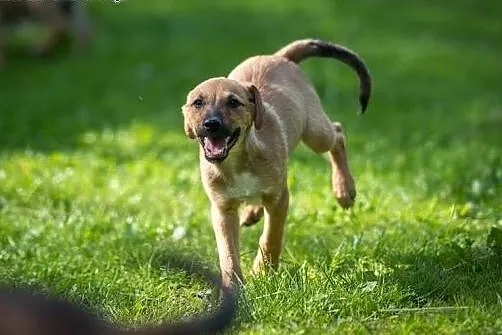 Adoptuj OLAFA a znajomi zzielenieją z zazdrości , 