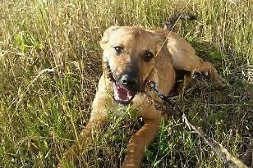 Adoptuj OLAFA a znajomi zzielenieją z zazdrości , 