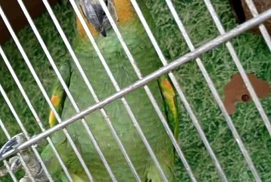 Sprzedam amazonkę samiec, Opolskie, Zawadzkie