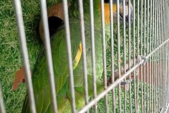 Sprzedam amazonkę samiec, Opolskie, Zawadzkie