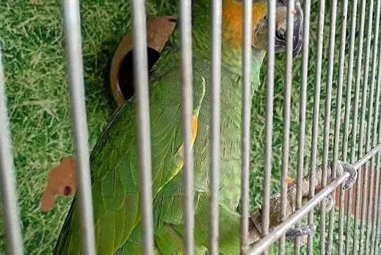 Sprzedam amazonkę samiec, Opolskie, Zawadzkie